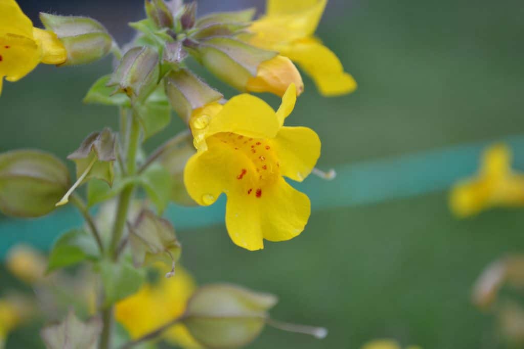 MIMULUS-תמציות פרחי באך