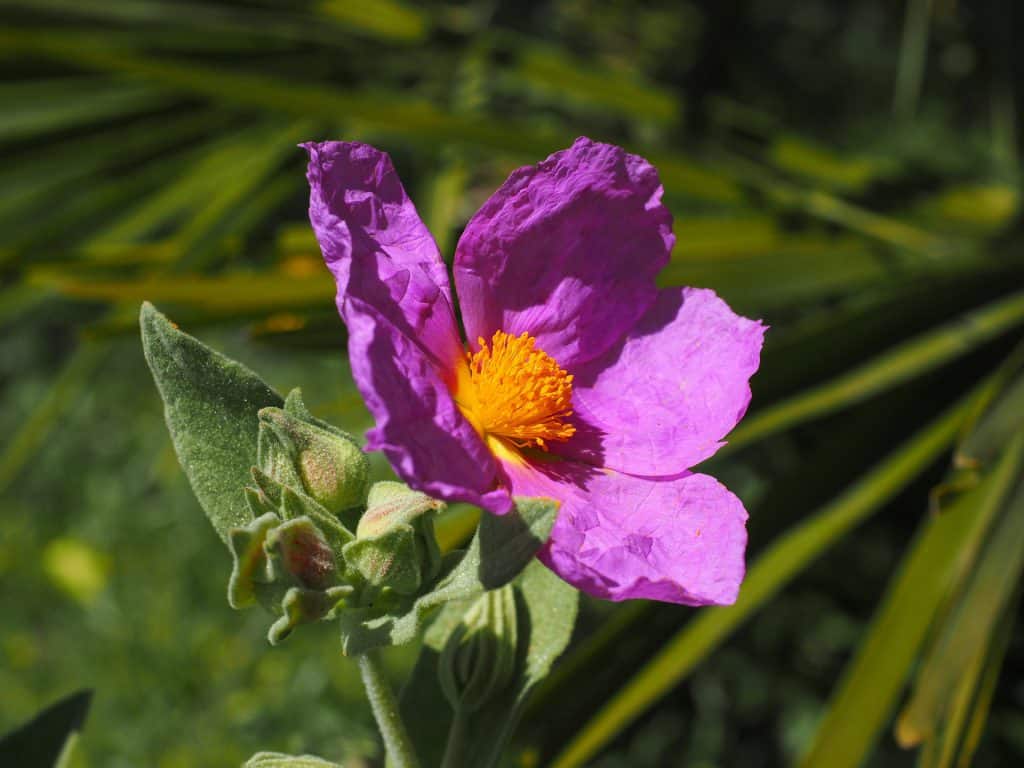 ROCK ROSE-תמציות פרחי באך